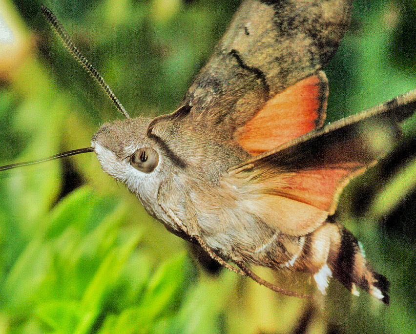 Macroglossa stellatarum